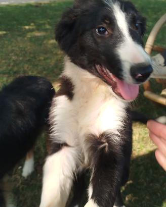 Cuccioli border collie