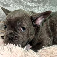 Bulldog francese blu occhi azzurri