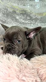 Bulldog francese blu occhi azzurri