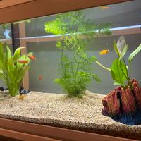 Acquario 60l completo