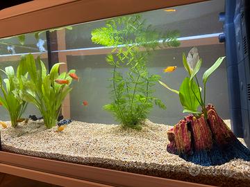 Acquario 60l completo