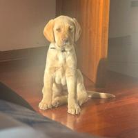 Cucciolo di Labrador