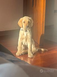 Cucciolo di Labrador
