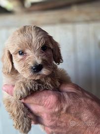 Cucciola Maltipoo mini/toy