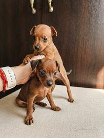 Cuccioli pinsher toy
