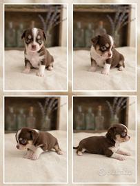 Cuccioli di chihuahua
