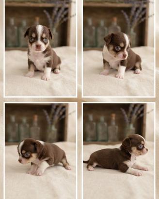 Cuccioli di chihuahua