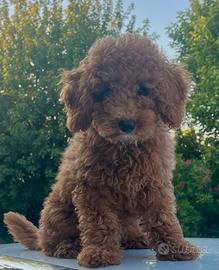 Barboncino maschio RED intenso