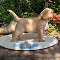 Labrador