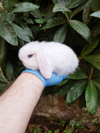 Coniglio nano ariete mini lop