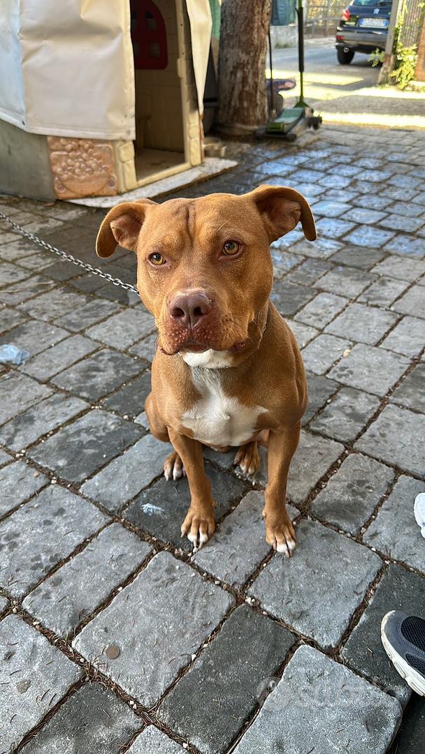 Pitbull - Animali In vendita a Perugia