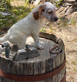 Setter inglese