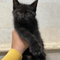 Cuccioli di MAINECOON GIGANTE