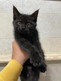 Cuccioli di MAINECOON GIGANTE
