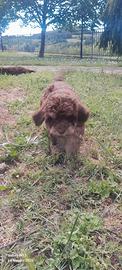 Cuccioli di Lagotto romagnolo