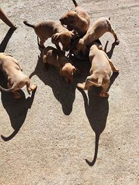 Cuccioli segugio italiano da lepre