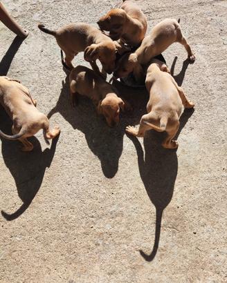Cuccioli segugio italiano da lepre