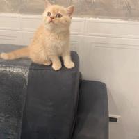 Disponibile gatto schottisch straich