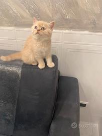 Disponibile gatto schottisch straich