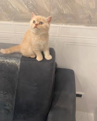 Disponibile gatto schottisch straich