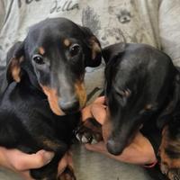 Bassotti kaninche e nani