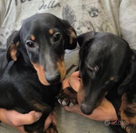 Bassotti kaninche e nani