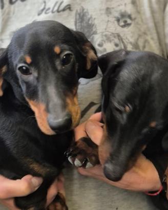 Bassotti kaninche e nani