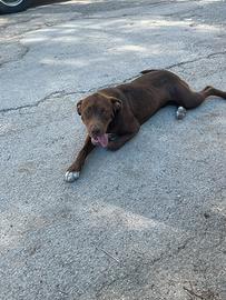 Labrador mix Amstaff femmina di 9 mesi