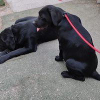 Cucciola di Labrador