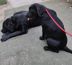 Cucciola di Labrador