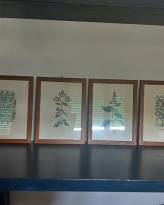stampe botanica erbario officinale
