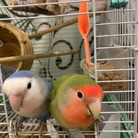 Pappagalli, Inseparabili, coppia maschio femmina