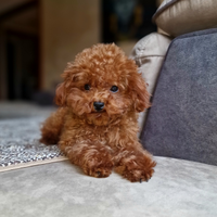 PER ACCOPIAMENTO barboncino Teacup red brown