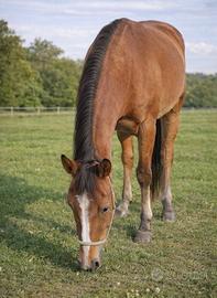 FATTRICE APPALOOSA Roana Baia