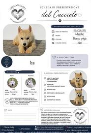 Husky pedigree disponibili