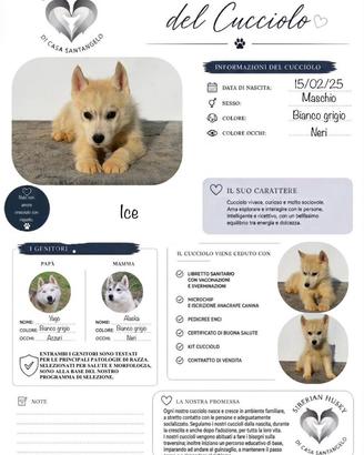 Husky pedigree disponibili
