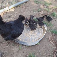 Morosette e: chioccia con 8 pulcini