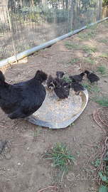 Morosette e: chioccia con 8 pulcini