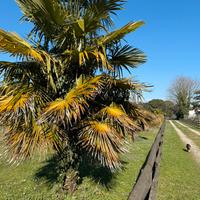 Palme di varie altezze