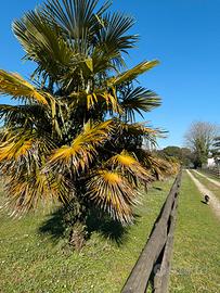 Palme di varie altezze