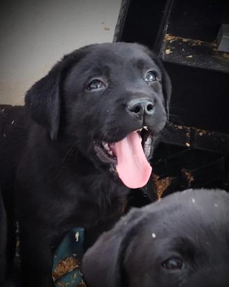 Labrador