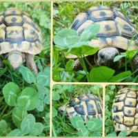 Tartarughe di terra - Testudo THB