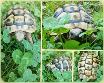 Tartarughe di terra - Testudo THB