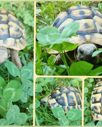 Tartarughe di terra - Testudo THB