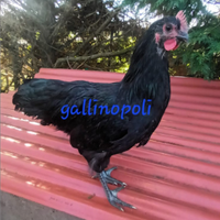 Galli australorp 5 mesi