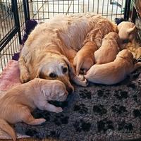 Ultimi due cuccioli maschi di Golden Retriever