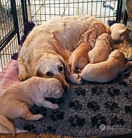 Ultimi due cuccioli maschi di Golden Retriever