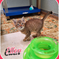 Ellen: gattina meccanica