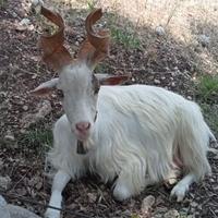 Capra
