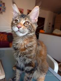 Dolcissima cucciola Maine Coon